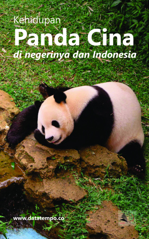 Kehidupan Panda Cina di negerinya dan Indonesia