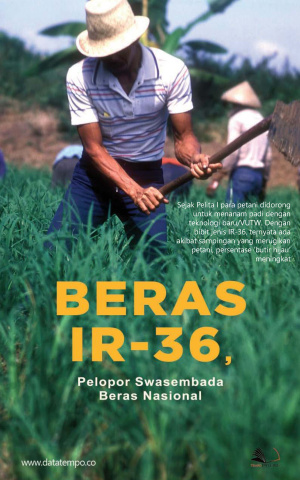 Beras IR-36, Pelopor Swasembada Beras Nasional