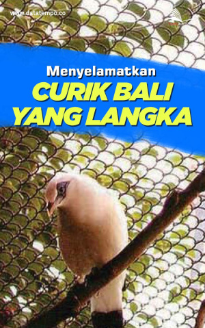Menyelamatkan Curik Bali yang Langka