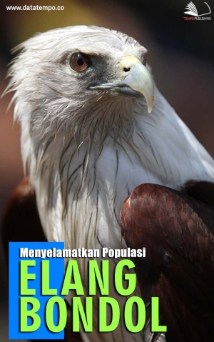 Menyelamatkan Populasi Elang Bondol