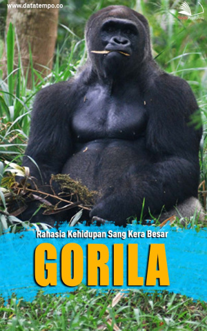 Rahasia Kehidupan Sang Kera Besar, Gorila