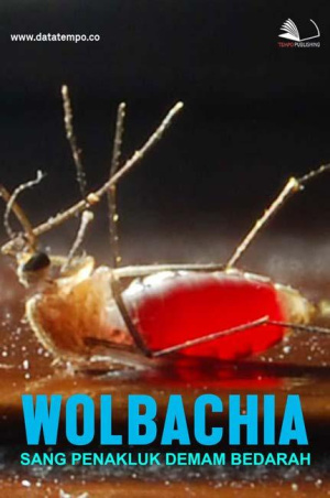 Wolbachia, Sang Penakluk Demam Berdarah