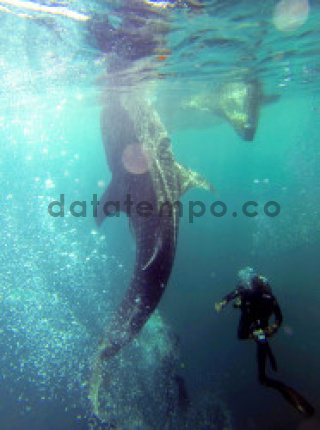 hiu paus di taman nasional teluk cenderawasih - DATATEMPO