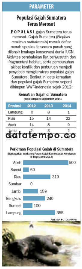 Populasi Gajah Sumatera Terus Merosot.